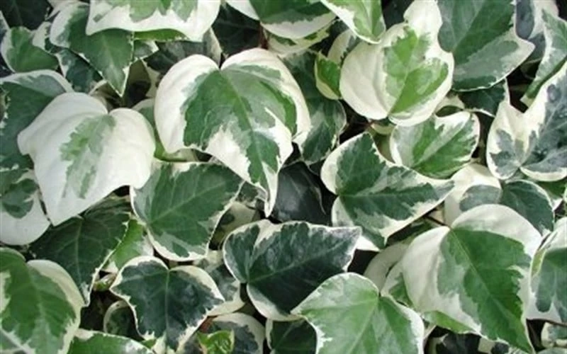 Variegated Algerian Ivy (Hedera Algeriensis 'Gloire De Marengo') - 5 Pack Of Pint Pots - Image 7