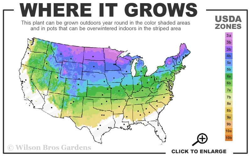 Ginger Wine Ninebark (Physocarpus) - 3 Gallon Pot - Image 3