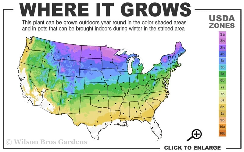Gold Star Shrubby Cinquefoil (Potentilla Fruticosa) - 1 Gallon Pot - Image 3