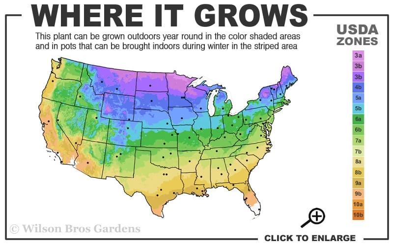 Male & Female Winterberry Holly Combo (2-Pack Of 3 Gallon Pots) - Image 3