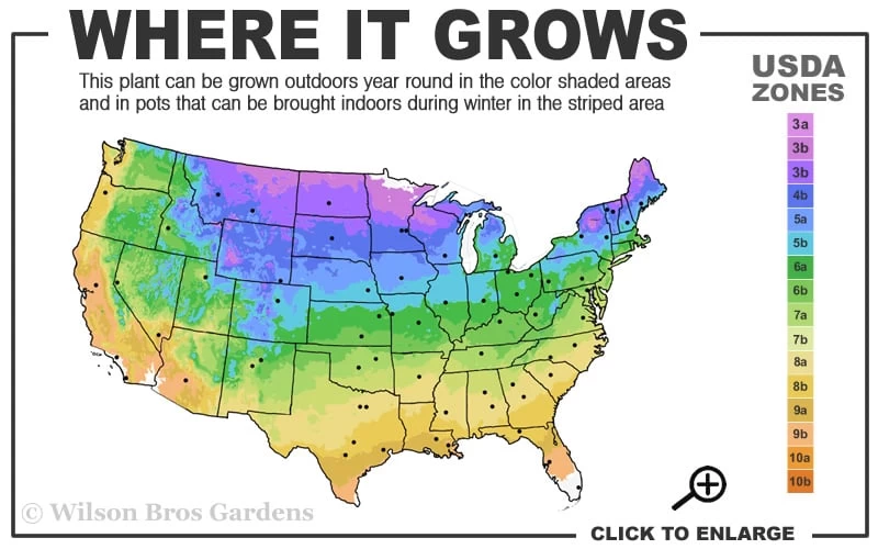 Hummingbird Summersweet Clethra - 3 Gallon Pot - Image 3