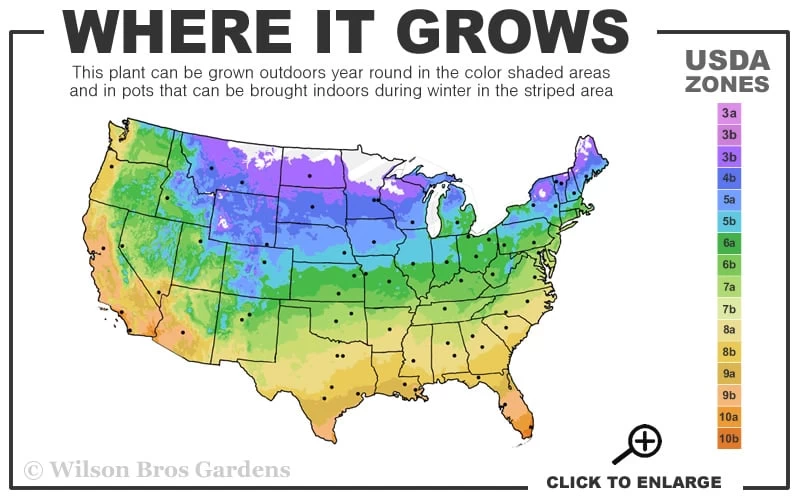 Gillian Blades Clematis - 1 Gallon Pot - Image 3