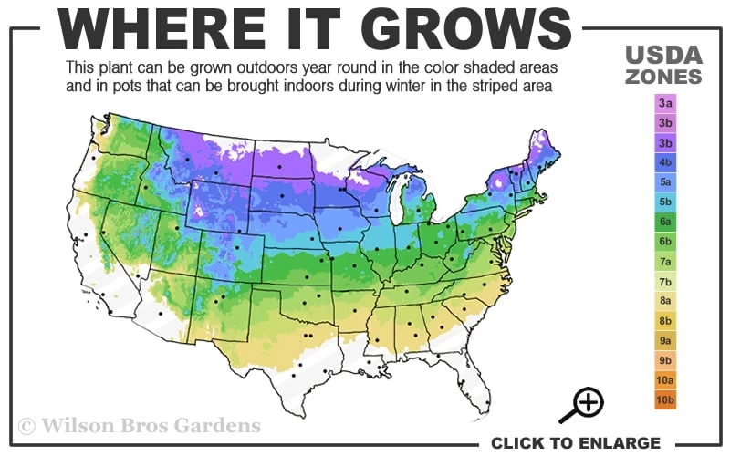 Northern Highbush Blueberry (Vaccinum Corymbosum) - 3 Gallon Pot - Image 3