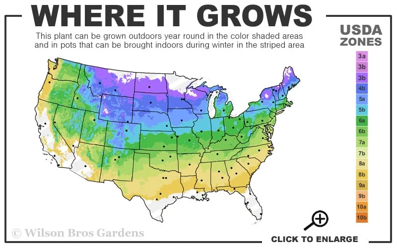 Dwarf Evergreen Snowball Viburnum 'Conoy' - 3 Gallon Pot - Image 3