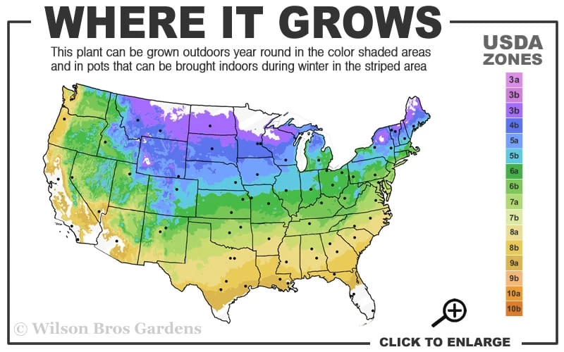 Gold Lace Juniper - 6 Pack Of 1 Gallon Pot - Image 3