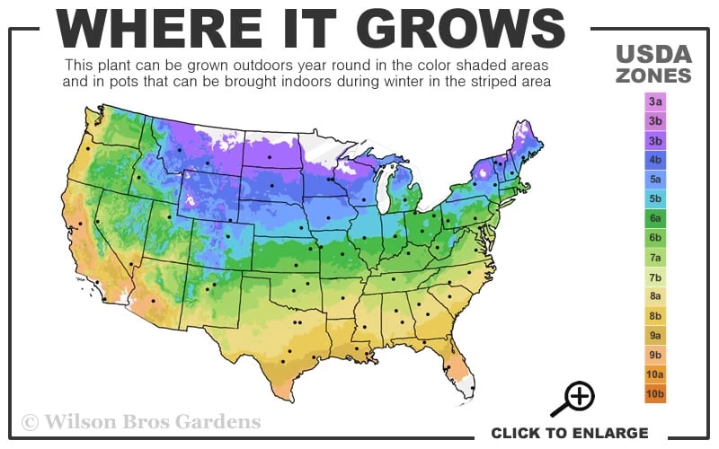 Regal Red Japanese Painted Fern - 6 Pack Of 1 Gallon Pots - Image 3