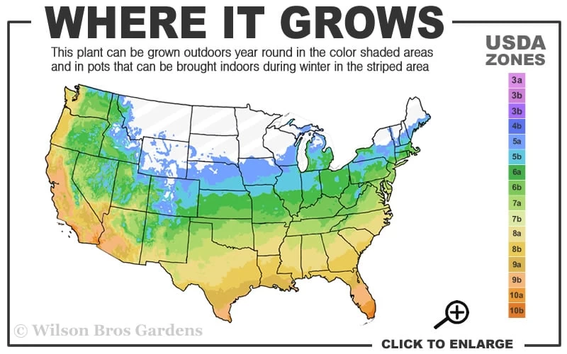 Tall Mondo Grass - 10 Count Flat Of Pint Pots - Image 3