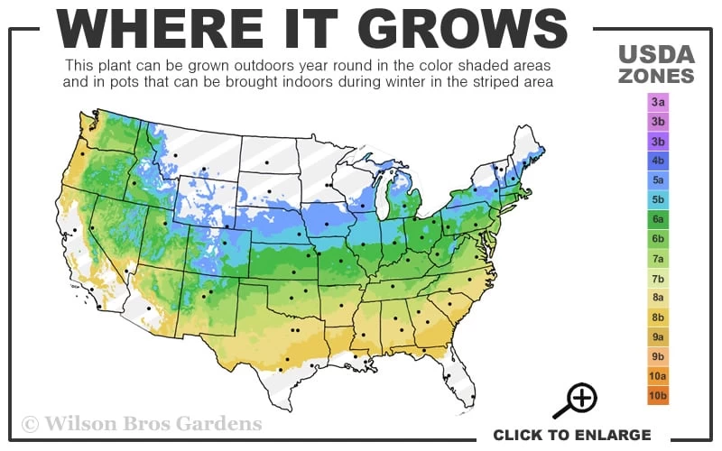 Elfin Creeping Thyme (Thymus Serpyllum 'Elfin') - 5 Pack Of Pint Pots - Image 3