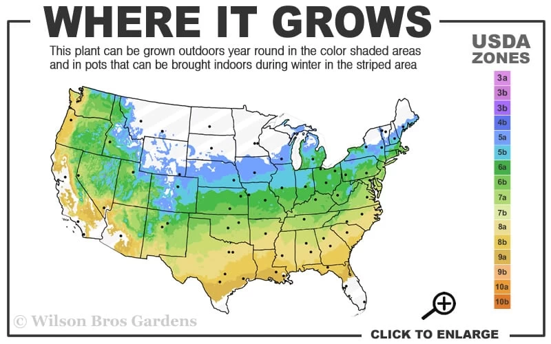 Red Dragon Dwarf Japanese Maple - 3 Gallon Pot - Image 3
