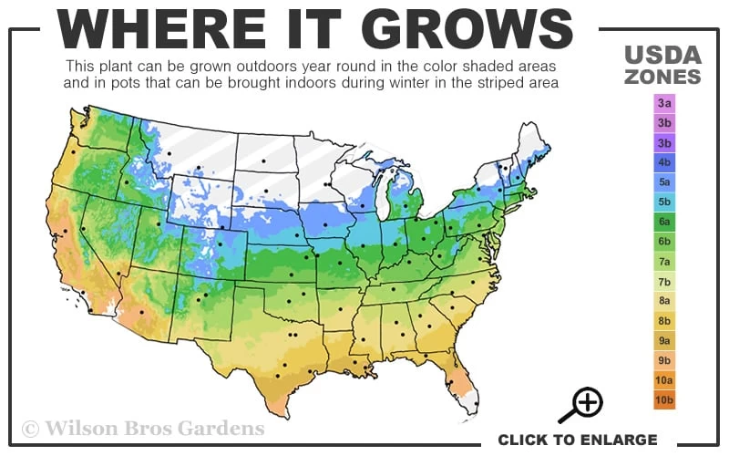 Herbert Azalea - 3 Gallon Pot - Image 3