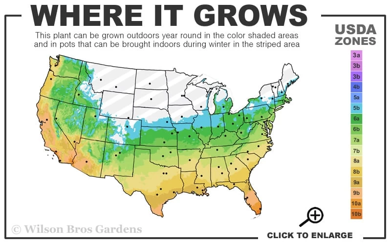 Sweetbay Magnolia - 3-Pack Of 1.5 Quart Pots - Image 3