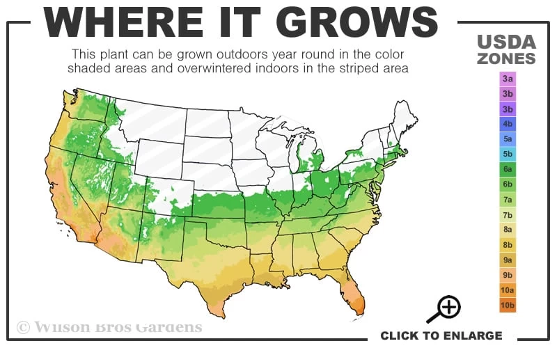 White Cloud Muhly Grass - 3 Gallon Pot - Image 3