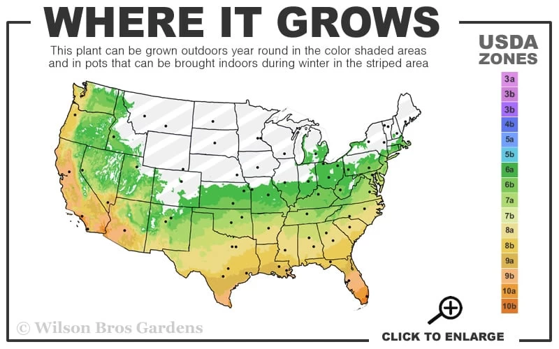 Cab Sav Cold Hardy Eucalyptus Tree (Eucalyptus Rubida) - 1 Gallon Pot - Image 3