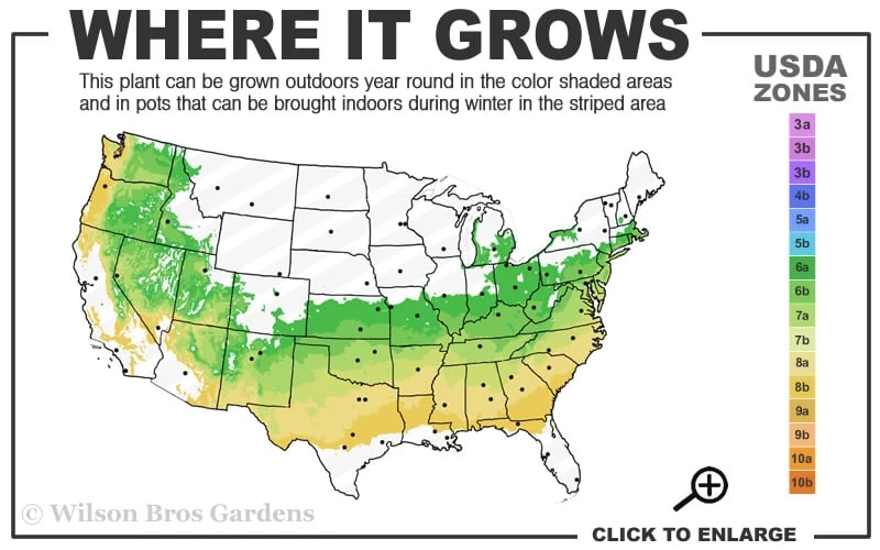 Juthatip Soper Pitcher Plant (Saracennia) - 2.5 Quart Pot - Image 3