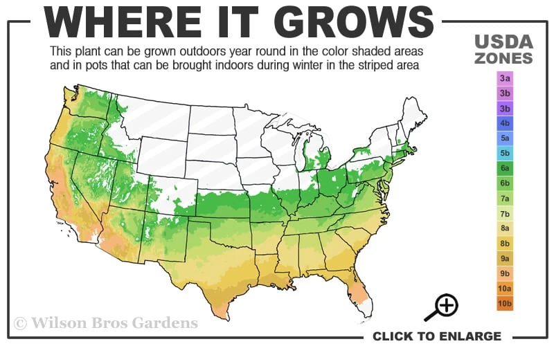 Moonrise Full Moon Japanese Maple - 3 Gallon Pot - Image 3