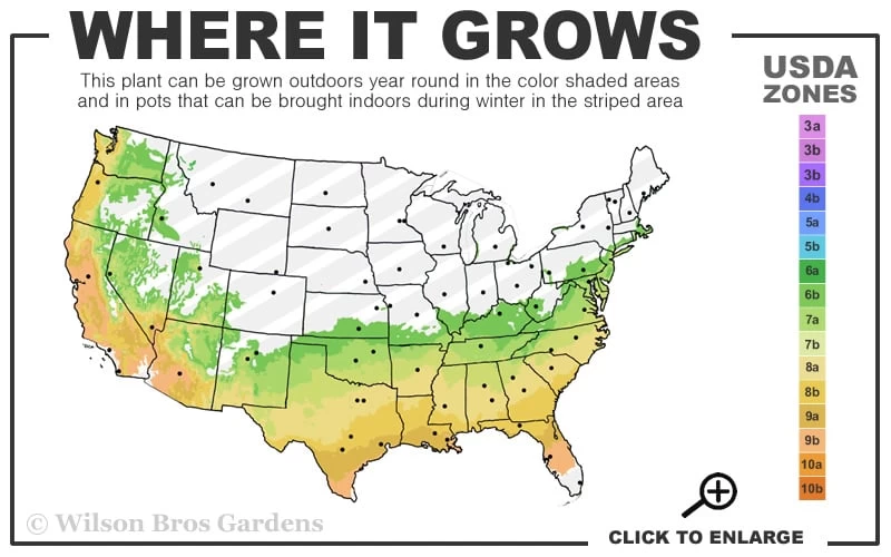 Temple Alexandra Aromi Evergreen Azalea - 1 Gallon Pot - Image 3