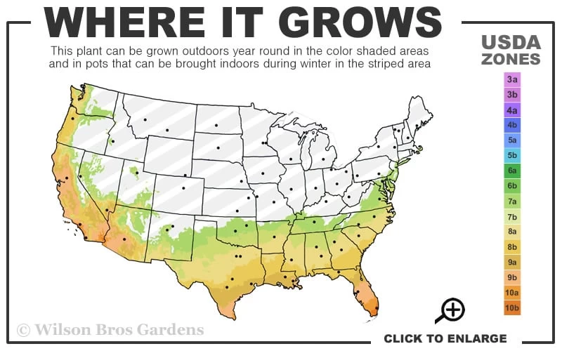 Carlos Bronze Muscadine Grape Vine - 6 Pack Of 1 Gallon Pots - Image 3