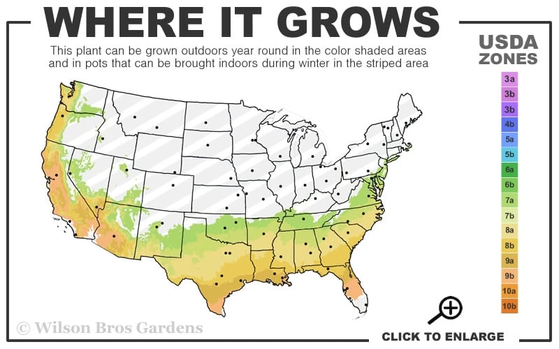 Japanese Boxwood - Buxus Microphylla - 6 Pack Of 1 Gallon Pots - Image 3