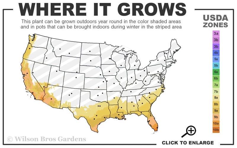 Bay Laurel (Sweet Bay) - Laurus Nobilis - 6 Pack Of 1 Gallon Pots - Image 3