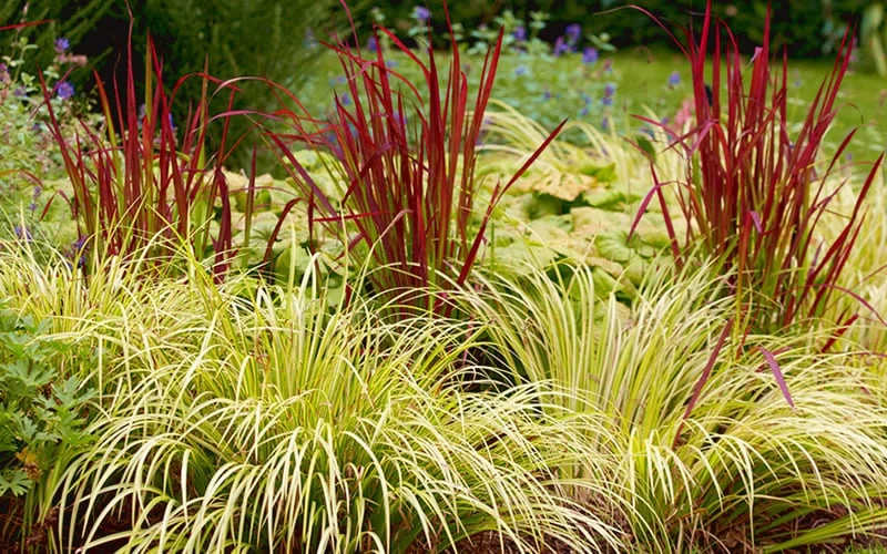 Golden Sweet Flag - Acorus Gramineus 'Ogon' - 10 Pack Of Quart Pots - Image 5