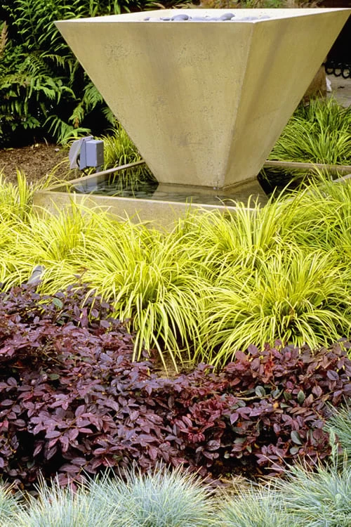 Golden Sweet Flag - Acorus Gramineus 'Ogon' - 10 Pack Of Quart Pots - Image 4