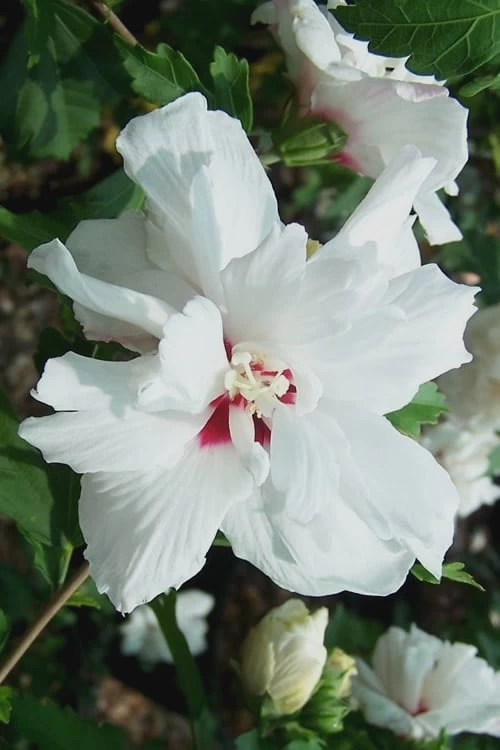 Morning Star Rose Of Sharon (Single Trunk Tree) - 7 Gallon Pot (3-4') - Image 4