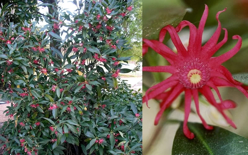 Florida Anise - Illicium Floridanum - 7 Gallon Pot - Image 6