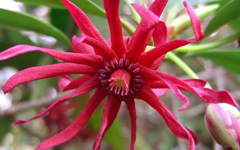 Florida Anise - Illicium Floridanum - 7 Gallon Pot - Image 7