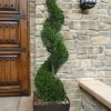 Emerald Green Arborvitae Spiral Topiary - 5 Gallon Pot (6')