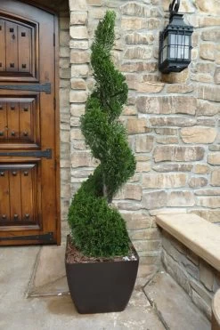 Emerald Green Arborvitae Spiral Topiary - 5 Gallon Pot (6')