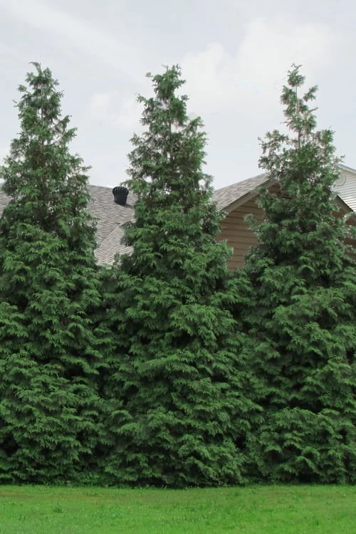 Green Giant Arborvitae - 3 Gallon Pot - Image 6