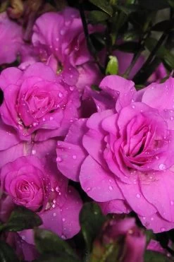 Amelia Rose Azalea - 3 Gallon Pot