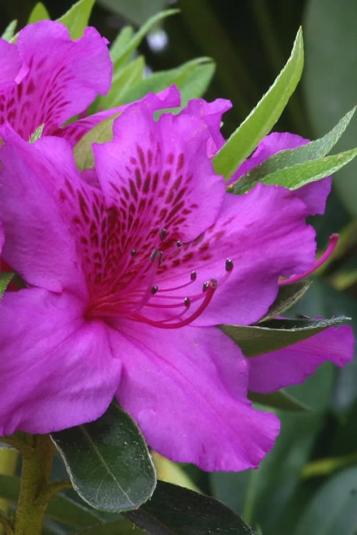 Herbert Azalea - 3 Gallon Pot