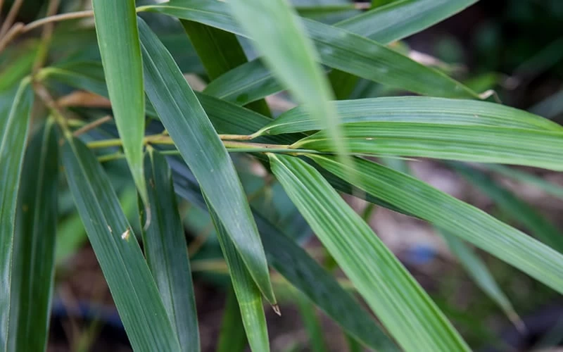 Arrow Bamboo (Pseudosasa Japonica) - 3 Gallon Pot (2-4') - Image 5