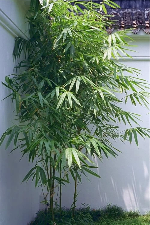 Arrow Bamboo (Pseudosasa Japonica) - 3 Gallon Pot (2-4')