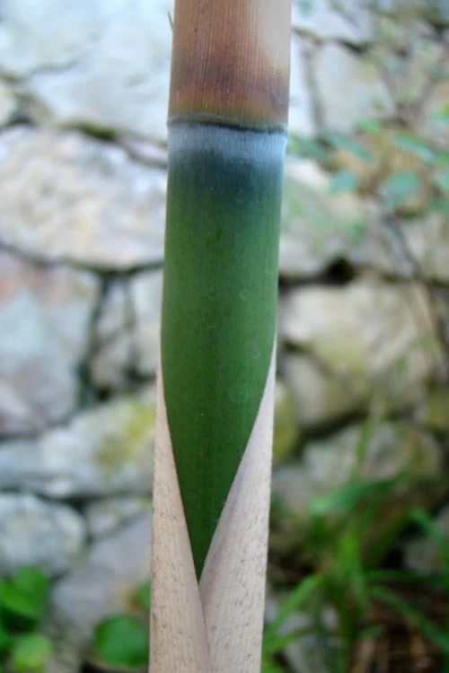 Arrow Bamboo (Pseudosasa Japonica) - 3 Gallon Pot (2-4') - Image 7
