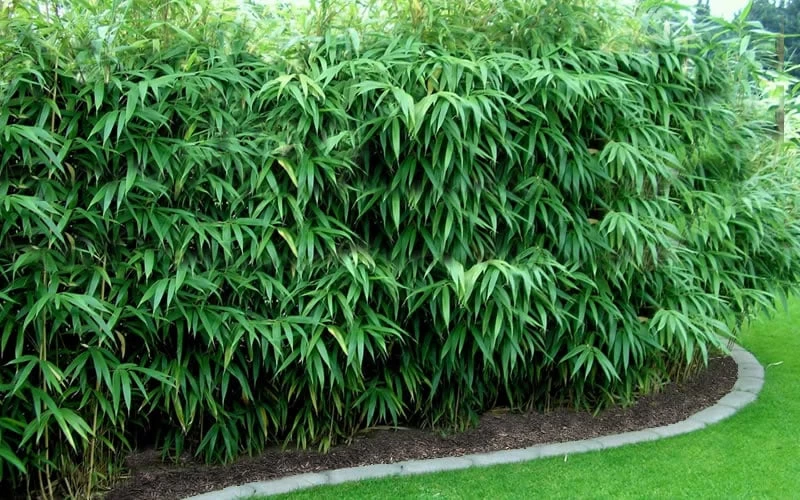 Arrow Bamboo (Pseudosasa Japonica) - 3 Gallon Pot (2-4') - Image 4