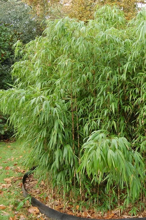 Square Stem Bamboo - Chimonobambusa Quadrangularis - 5 Gallon Pot - Image 6