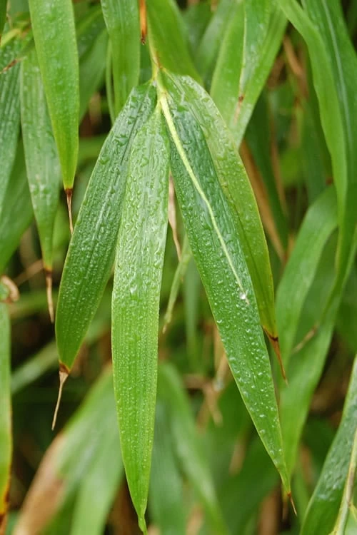Square Stem Bamboo - Chimonobambusa Quadrangularis - 5 Gallon Pot - Image 5