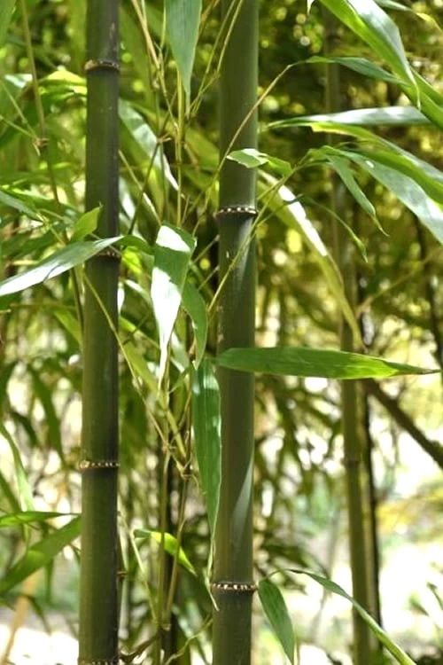 Square Stem Bamboo - Chimonobambusa Quadrangularis - 5 Gallon Pot - Image 4