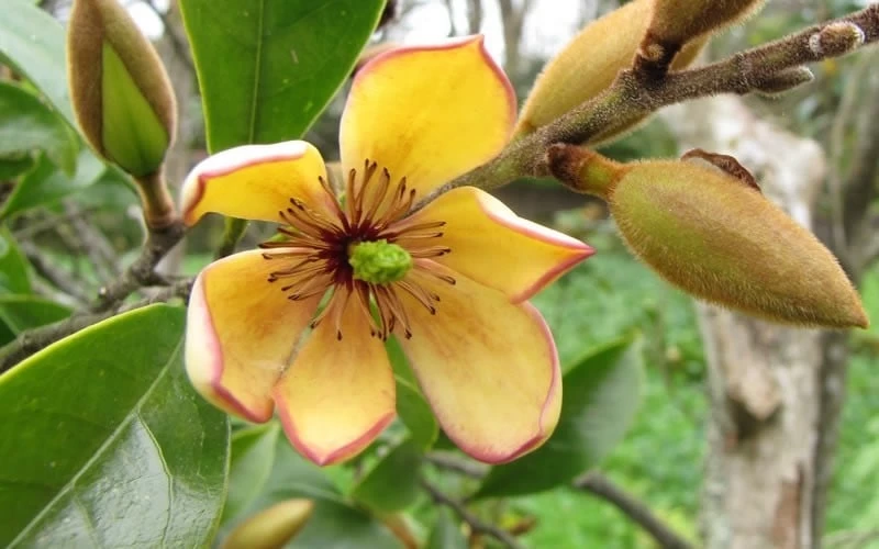 Banana Shrub - 1 Gallon Pot - Image 4