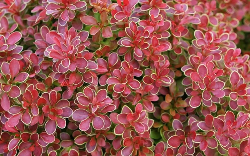 Admiration Barberry - 3 Gallon Pot - Image 7