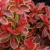 Admiration Barberry - 3 Gallon Pot