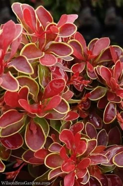 Admiration Barberry - 3 Gallon Pot