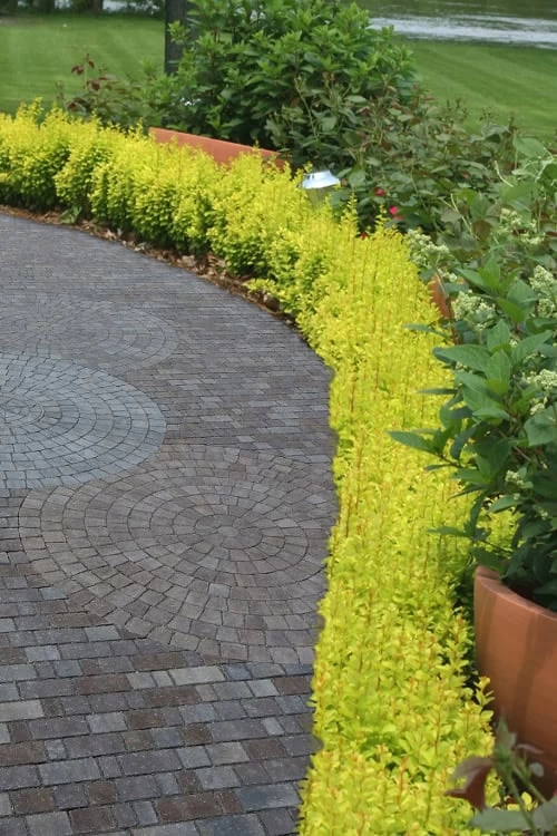 Sunjoy Gold Pillar Barberry - 2 Gallon Pot - Image 4