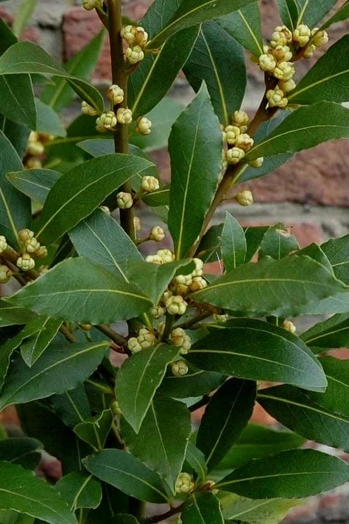 Bay Laurel (Sweet Bay) - Laurus Nobilis - 6 Pack Of 1 Gallon Pots - Image 7
