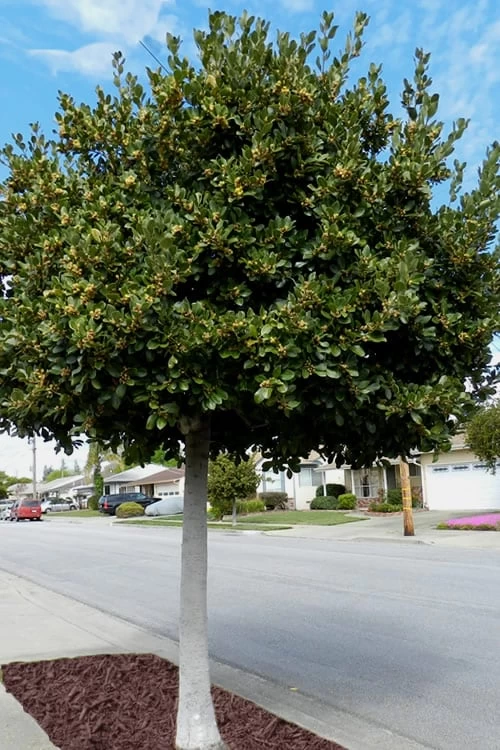 Bay Laurel (Sweet Bay) - Laurus Nobilis - 6 Pack Of 1 Gallon Pots - Image 5