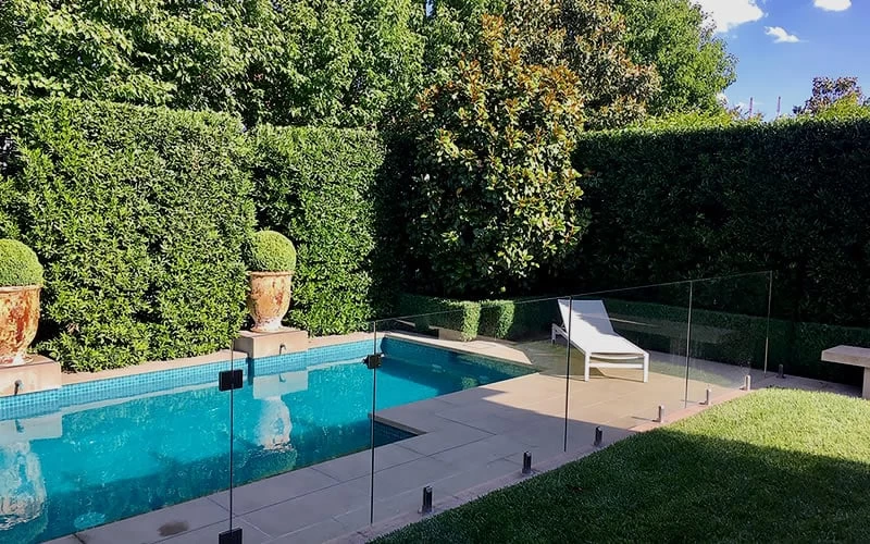 Bay Laurel (Sweet Bay) - Laurus Nobilis - 6 Pack Of 1 Gallon Pots - Image 6