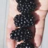Apache Thornless Blackberry - 1 Gallon Pot