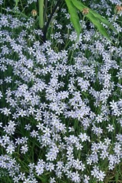 Suwannee Blue-Eyed Grass - 8 Pack Of 1 Gallon Pots